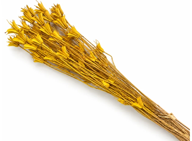 nigella oriental 60-70cm 60gr 00066
