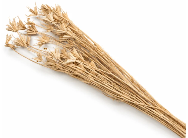 nigella oriental 60-70cm 60gr 00066