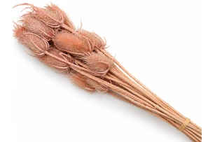 ciulini uscati 60-70cm 15buc 00144