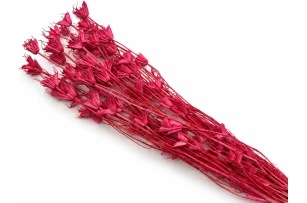 nigella oriental 60-70cm 60gr 00066