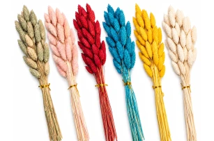 lagurus uscat color 60-70cm 50buc 00047