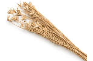 nigella oriental 60-70cm 60gr 00066